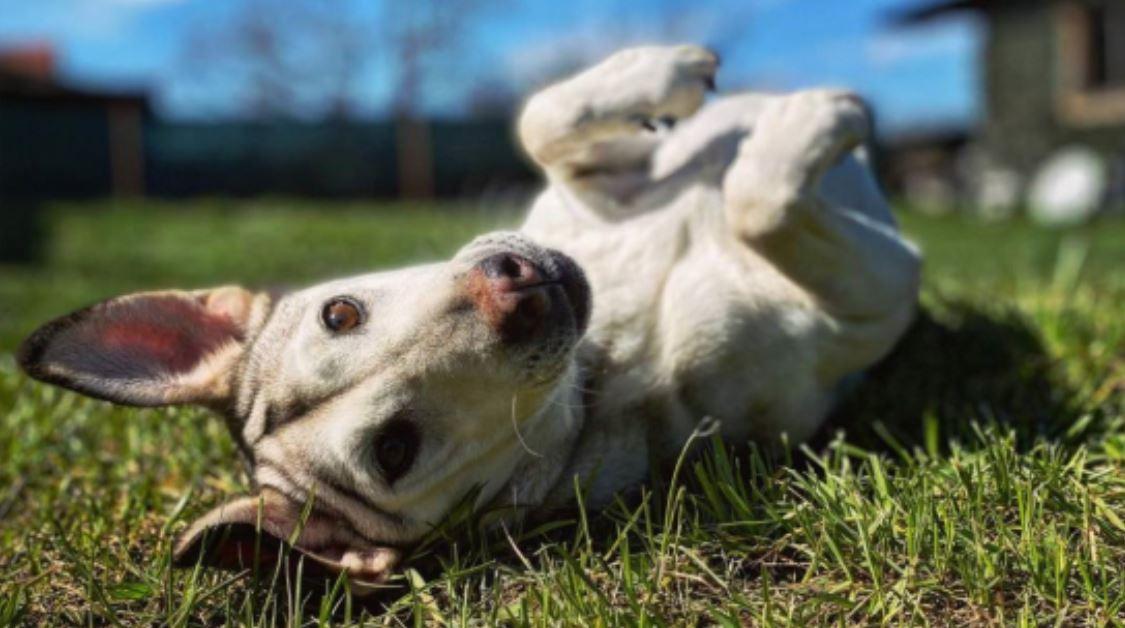 Farma U Veselýho psa i přes nečekané komplikace na Burze filantropie uspěla