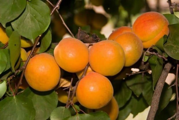 Meruňka HARCOT – odolná kanadská odrůda s výbornou chutí
