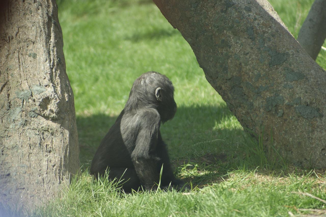 Pololetní prázdniny v Praze: Starý mobil jako dětská vstupenka do zoo pomůže i gorilám