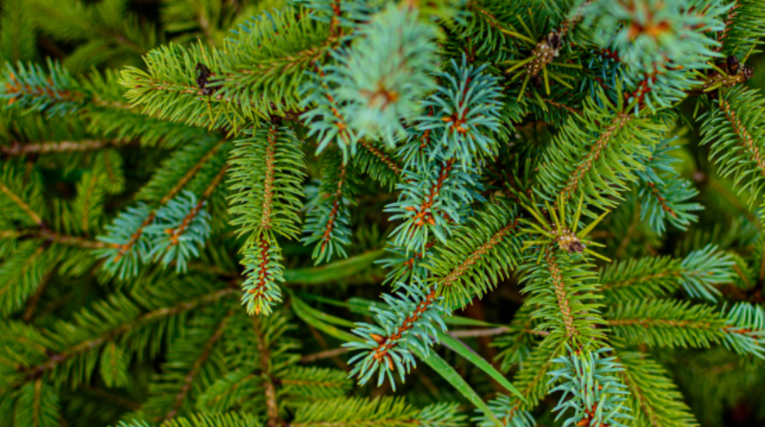 Smrková pryskyřice: přírodní poklad prověřený generacemi